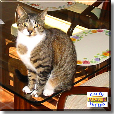 Mrs. K, the Cat of the Day