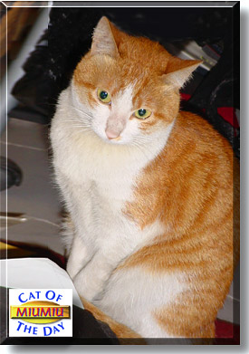 MiuMiu, the Cat of the Day