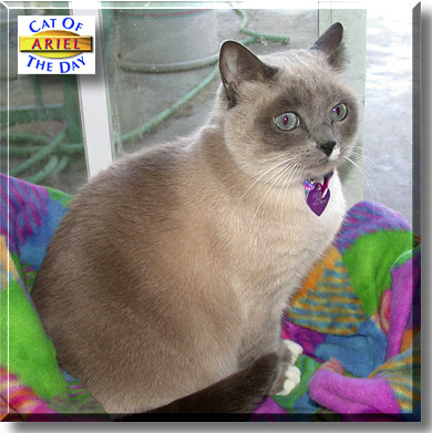 Ariel, the Cat of the Day