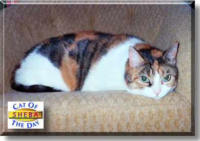 Sheba, the Cat of the Day