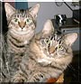Harley, Finnigan