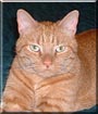 Robert