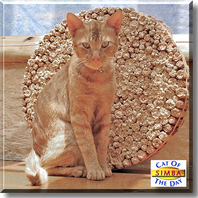 Simba, the Cat of the Day