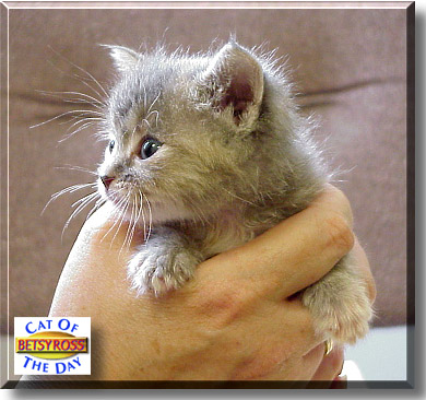 Betsy Ross, the Cat of the Day