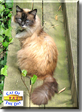 Raj, the Cat of the Day
