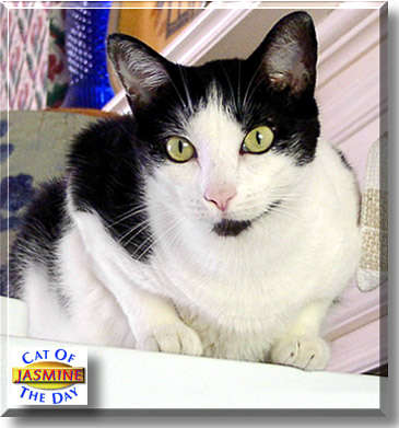 Jasmine, the Cat of the Day