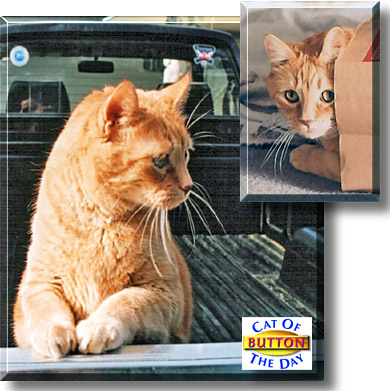 Button, the Cat of the Day
