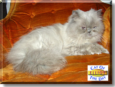Elliot, the Cat of the Day