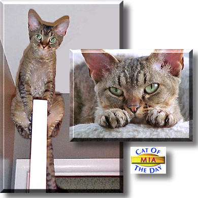 Mia, the Cat of the Day