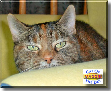 Maggie, the Cat of the Day