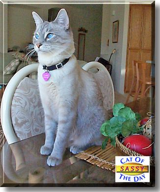 Sassy, the Cat of the Day