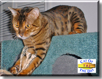 Taj, the Cat of the Day