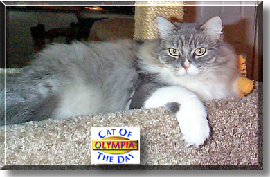 Olympia, the Cat of the Day