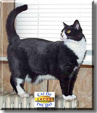 Laces, the Cat of the Day