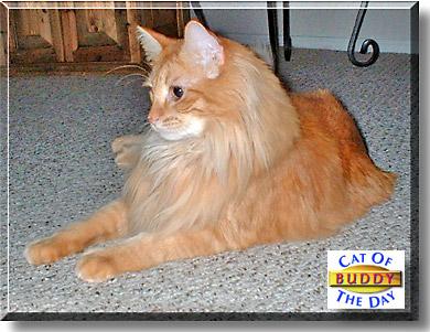 Buddy, the Cat of the Day