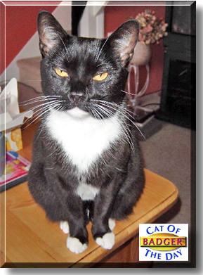 Badger, the Cat of the Day