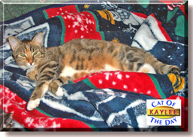 Kaylee, the Cat of the Day