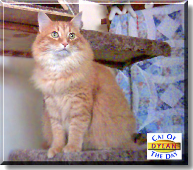 Dylan, the Cat of the Day