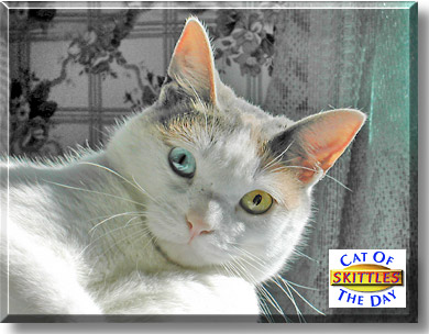 Skittles, the Cat of the Day