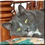 Gilbert