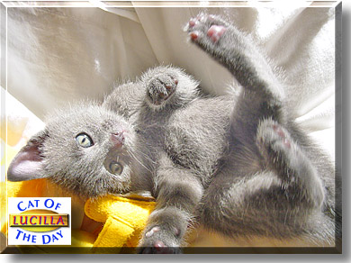 Lucilla, the Cat of the Day