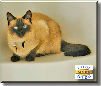 Moka, the Cat of the Day