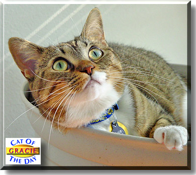 Gracie, the Cat of the Day