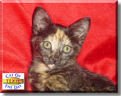 Texie, the Cat of the Day
