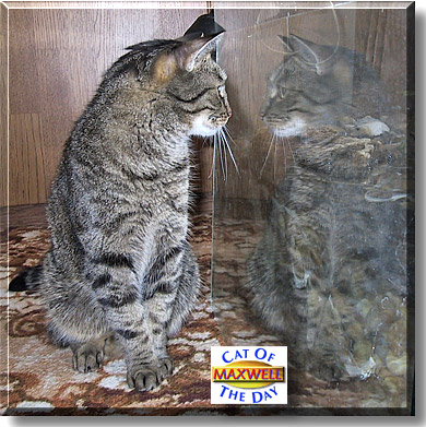 Maxwell, the Cat of the Day