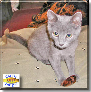 Reef, the Cat of the Day