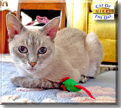 Nikki, the Cat of the Day