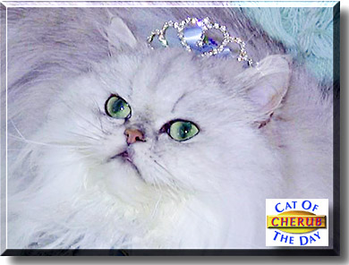 Cherub, the Cat of the Day