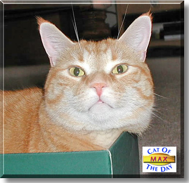 Max, the Cat of the Day