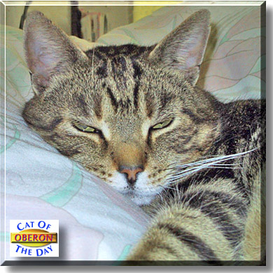 Oberon, the Cat of the Day
