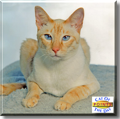 Points, the Cat of the Day