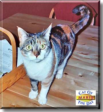 Maris, the Cat of the Day
