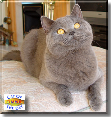 Charlie, the Cat of the Day