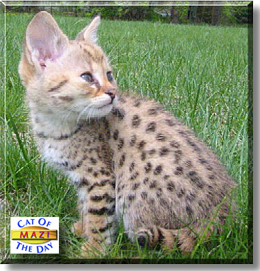 Mazi, the Cat of the Day
