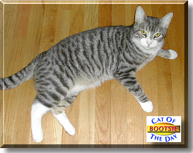 Bootsie, the Cat of the Day