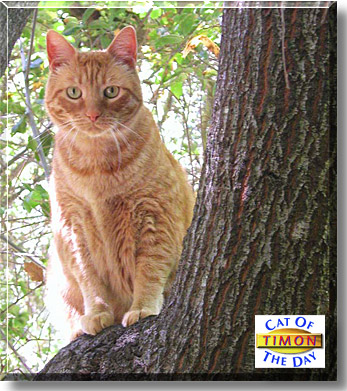 Timon, the Cat of the Day