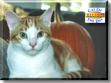 Elliot, the Cat of the Day