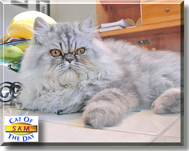 Sam, the Cat of the Day