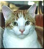 Elliot