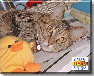 Simba, the Cat of the Day