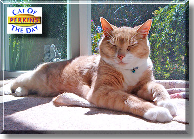 Perkins, the Cat of the Day