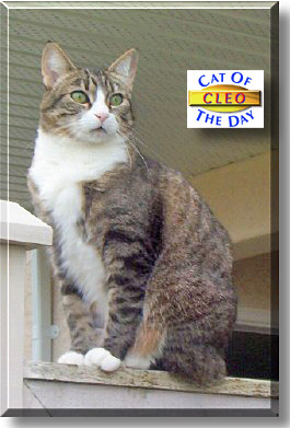 Cleo, the Cat of the Day