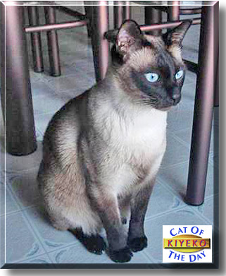Kiyeko, the Cat of the Day
