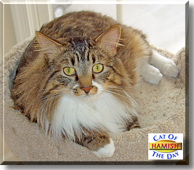 Hamish, the Cat of the Day