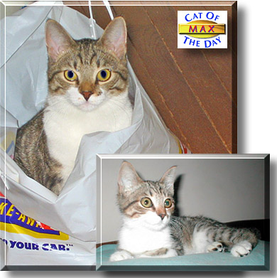 Max, the Cat of the Day