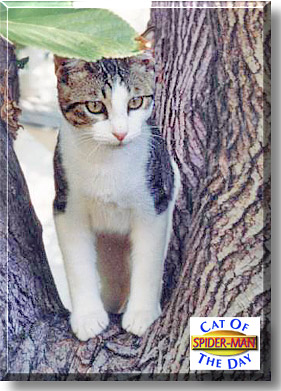 Spider Man, the Cat of the Day